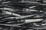 Polished Fossil Orthoceras (Cephalopod) Plate - Morocco #359692-2